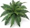 2-Pack – 28” Artificial Boston Ferns with 25 Silk Fronds – Lifelike Faux Greenery for Indoor/Outdoor Décor – No Pot Included